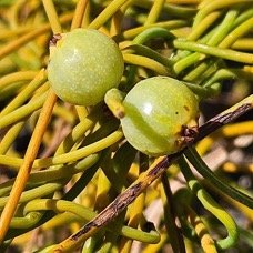 38. Cassytha filiformis Liane foutafout L auraceae INDIGENE La Réunion 38.jpeg