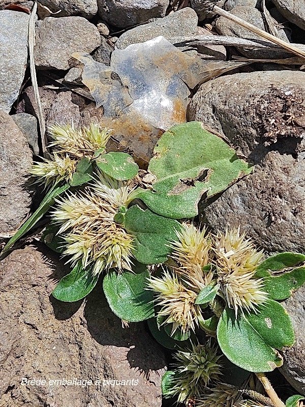 39. Alternanthera pungens Brède emballage à piquants Amaranthaceae AMPHINATURALISE En vahissant seulement en milieux perturbés 39.jpeg