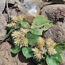 39. Alternanthera pungens Brède emballage à piquants Amaranthaceae AMPHINATURALISE En vahissant seulement en milieux perturbés 39.jpeg