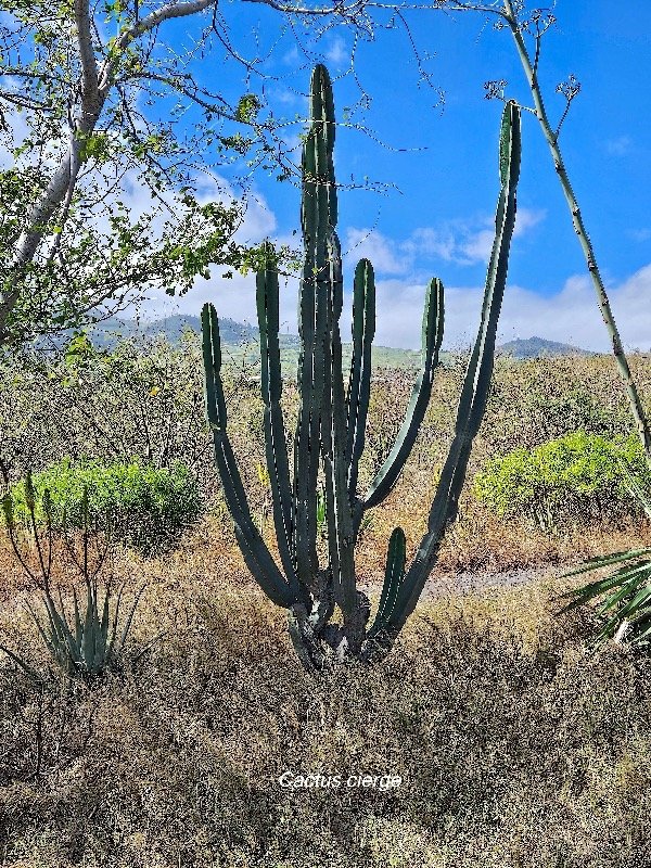 40. Cereus repandus Cactus cierge Cactaceae CULTIVE 40.jpeg