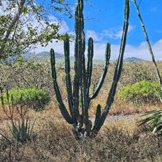 40. Cereus repandus Cactus cierge Cactaceae CULTIVE 40.jpeg