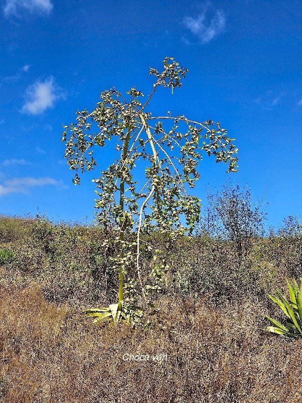 41. Furcraea foetida Choca vert Asparagaceae AMPHINATURALISE TRES ENVAHISSANT 41.jpeg