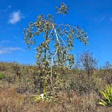 41. Furcraea foetida Choca vert Asparagaceae AMPHINATURALISE TRES ENVAHISSANT 41.jpeg