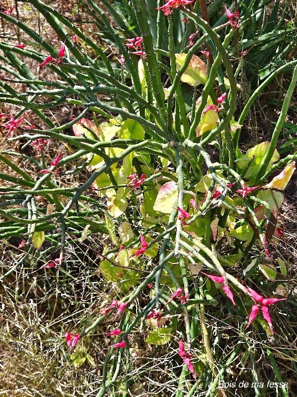 42. Euphorbia tithymaloides Bois de ma fesse Euphorbiaceae CULTIVE 42 .jpeg