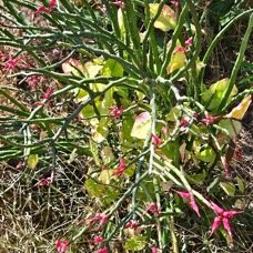 42. Euphorbia tithymaloides Bois de ma fesse Euphorbiaceae CULTIVE 42 .jpeg