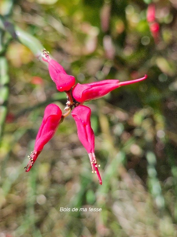43. Euphorbia tithymaloides Bois de ma fesse Euphorbiaceae CULTIVE 43.jpeg