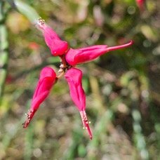 43. Euphorbia tithymaloides Bois de ma fesse Euphorbiaceae CULTIVE 43.jpeg