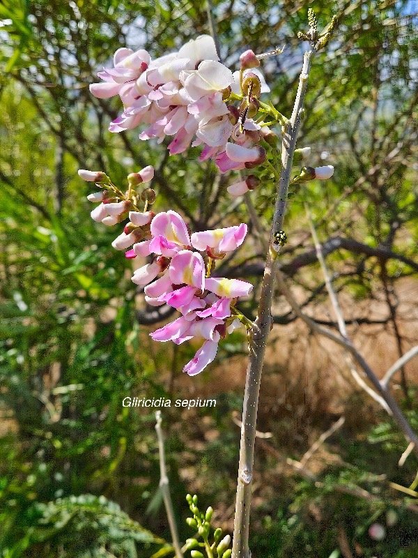 44. Gliricidia sepium Fabaceae CULTIVE Pot Envahissant 44.jpeg