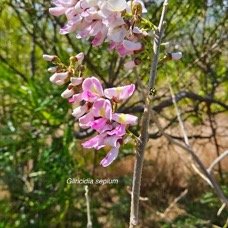 44. Gliricidia sepium Fabaceae CULTIVE Pot Envahissant 44.jpeg