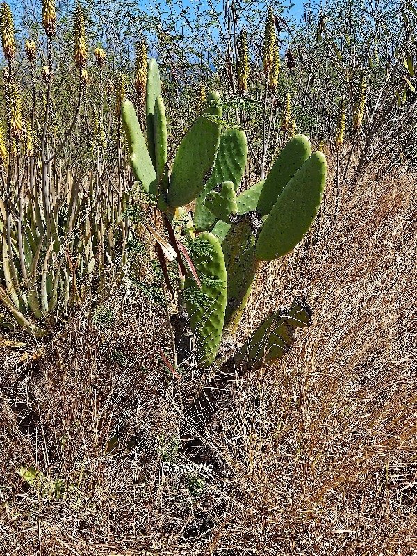 45. Opuntia (L) Mill.jpeg