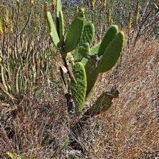 45. Opuntia (L) Mill.jpeg
