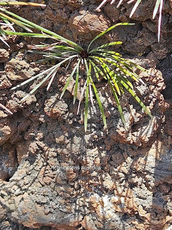 46. Actiniopteris australis Pteridaceae E NDEMIQUE La Réunion, Maurice 46.jpeg