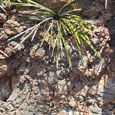 46. Actiniopteris australis Pteridaceae E NDEMIQUE La Réunion, Maurice 46.jpeg
