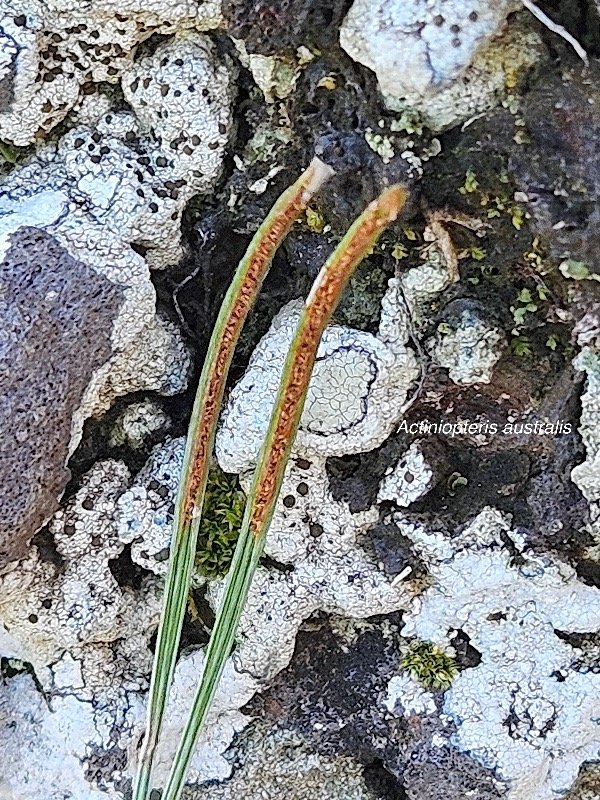 47. Actiniopteris australis Pteridaceae E NDEMIQUE La Réunion, Maurice 47.jpeg