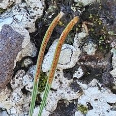 47. Actiniopteris australis Pteridaceae E NDEMIQUE La Réunion, Maurice 47.jpeg
