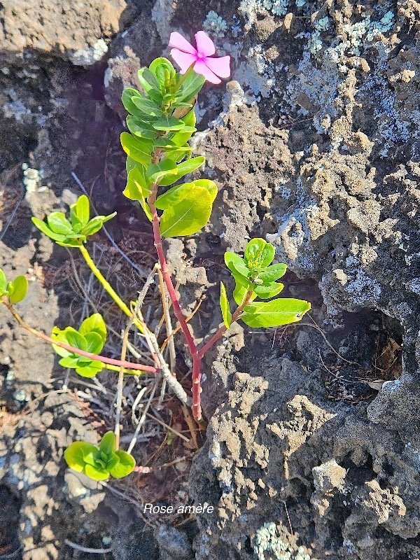 48. Catharanthus roseus Rose amère Apocynaceae AMPHINATURALISE Evahissant seulement en milieux perturbés 48.jpeg