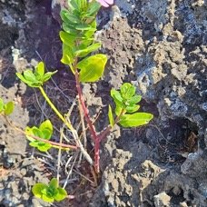 48. Catharanthus roseus Rose amère Apocynaceae AMPHINATURALISE Evahissant seulement en milieux perturbés 48.jpeg