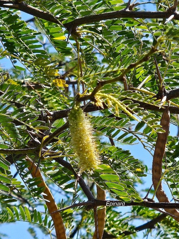 49. Prosopis juliflora Epinard Fabaceae TRES ENVAHISSANT 49.jpeg