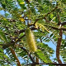 49. Prosopis juliflora Epinard Fabaceae TRES ENVAHISSANT 49.jpeg