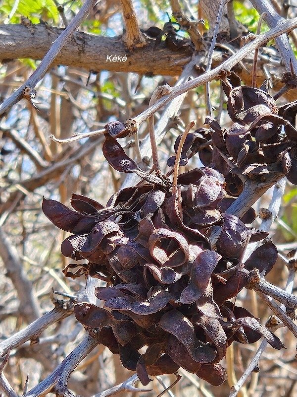 50. Dichostrachys cinerea Kéké Fabaceae A MPHINATURALISE TRES ENVAHISSANT 50.jpeg