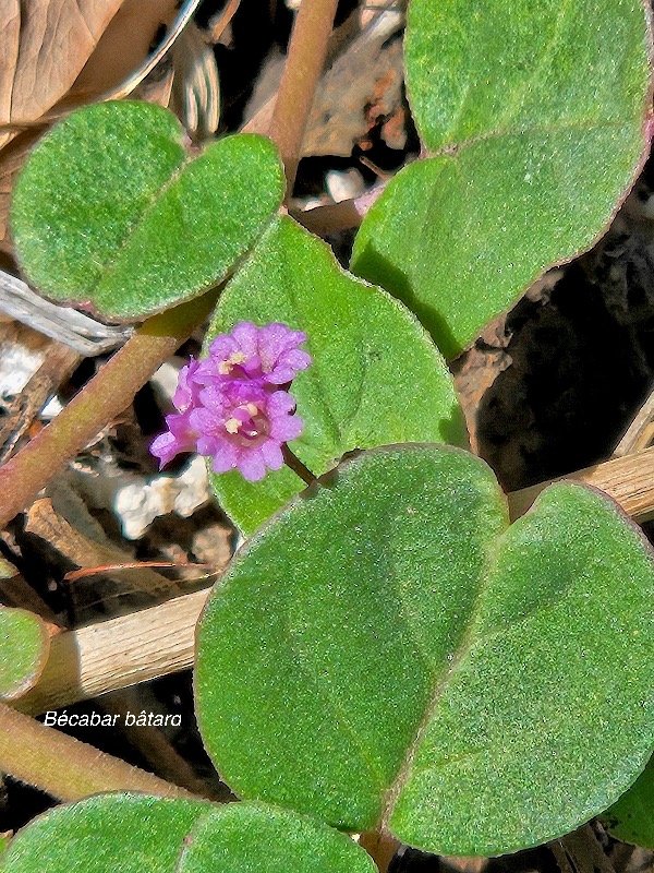 51 Boerhavia diffusa Bécabar bâtard Nyctaginaceae AMPHINATURALISE Envahissant seulement en milieux perturbés 51.jpeg