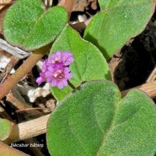 51 Boerhavia diffusa Bécabar bâtard Nyctaginaceae AMPHINATURALISE Envahissant seulement en milieux perturbés 51.jpeg