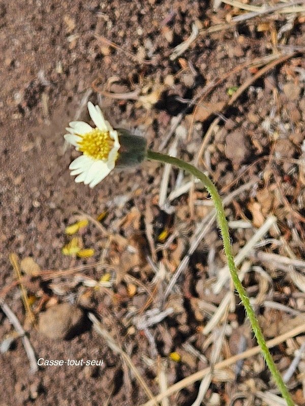 52.Tridax procumbens Casse-tout-seul Asteraceae AMPHINATURALISE Envahissant seulement en milieux perturbés 52.jpeg