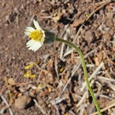 52.Tridax procumbens Casse-tout-seul Asteraceae AMPHINATURALISE Envahissant seulement en milieux perturbés 52.jpeg