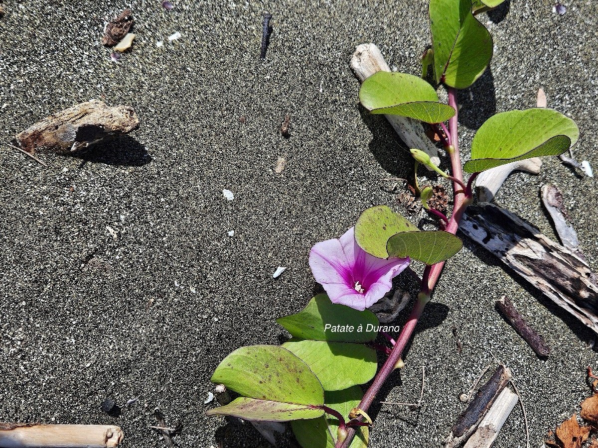 53.Ipomea pes-caprae Patate à Durand Conv olvulaceae INDIGENE La Réunion 53.jpeg