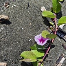 53.Ipomea pes-caprae Patate à Durand Conv olvulaceae INDIGENE La Réunion 53.jpeg