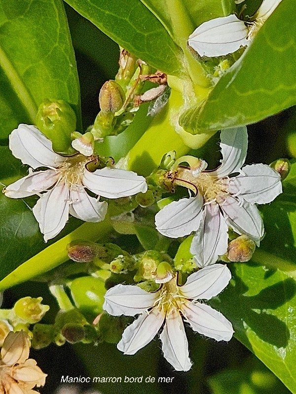 54. Scaevola taccada Manioc marron bord de mer Goodeniaceae INDIGENE La Réunion 54.jpeg