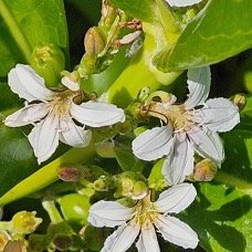 54. Scaevola taccada Manioc marron bord de mer Goodeniaceae INDIGENE La Réunion 54.jpeg