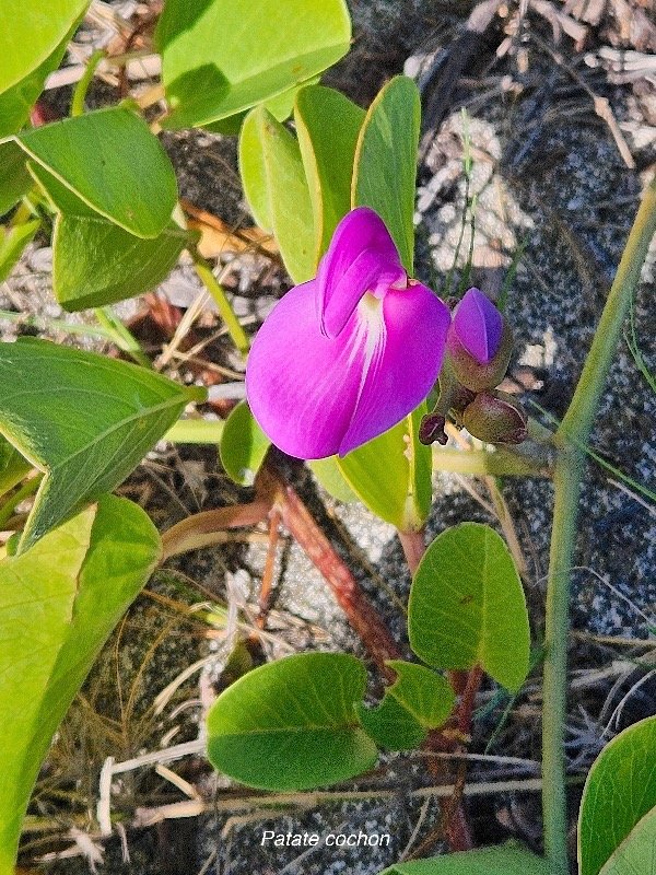 55. Canavalia rosea Patate cochon Fab aceae INDIGENE La Réunion 55.jpeg