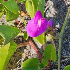 55. Canavalia rosea Patate cochon Fab aceae INDIGENE La Réunion 55.jpeg