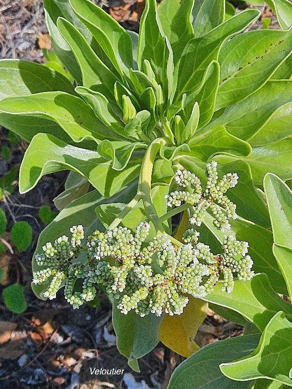 56. Heliotropium foertherianum Veloutier Hel iotropiaceae INDIGENE La Réunion 56.jpeg