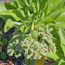 56. Heliotropium foertherianum Veloutier Hel iotropiaceae INDIGENE La Réunion 56.jpeg