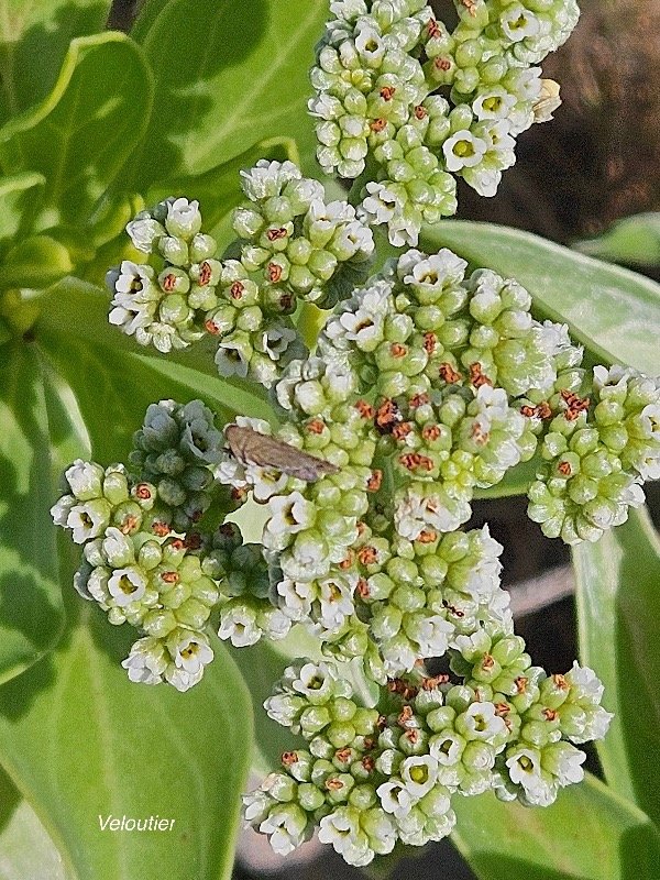 57. Heliotropium foertherianum Veloutier Hel iotropiaceae INDIGENE La Réunion 57.jpeg