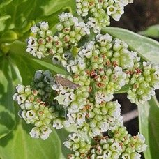 57. Heliotropium foertherianum Veloutier Hel iotropiaceae INDIGENE La Réunion 57.jpeg