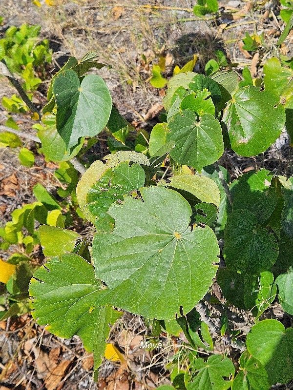 58.Talipariti tiliaceum Mova Malvaceae INDIGENE?  58.jpeg