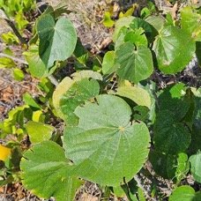 58.Talipariti tiliaceum Mova Malvaceae INDIGENE?  58.jpeg