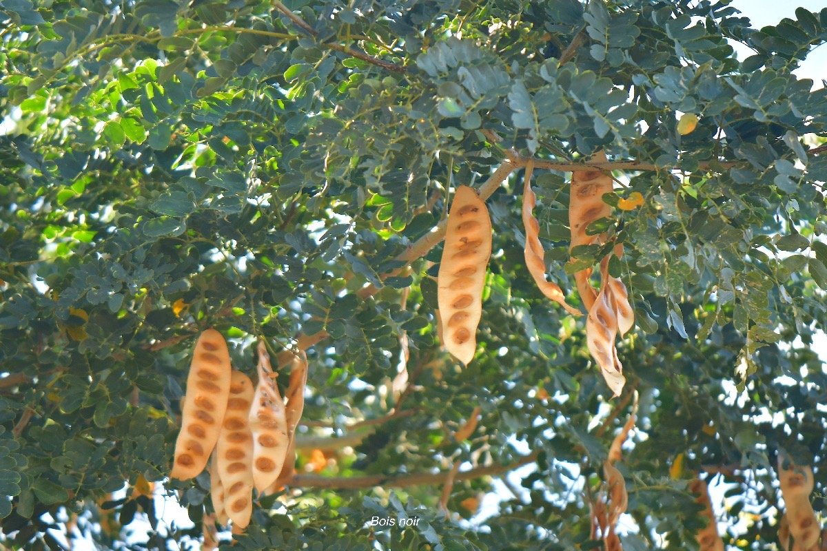 59. Albizia lebbeck Bois noir Fabaceae AMPHINATURALISE  ENVAHISSANT 59 JPG.jpeg