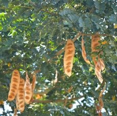 59. Albizia lebbeck Bois noir Fabaceae AMPHINATURALISE  ENVAHISSANT 59 JPG.jpeg