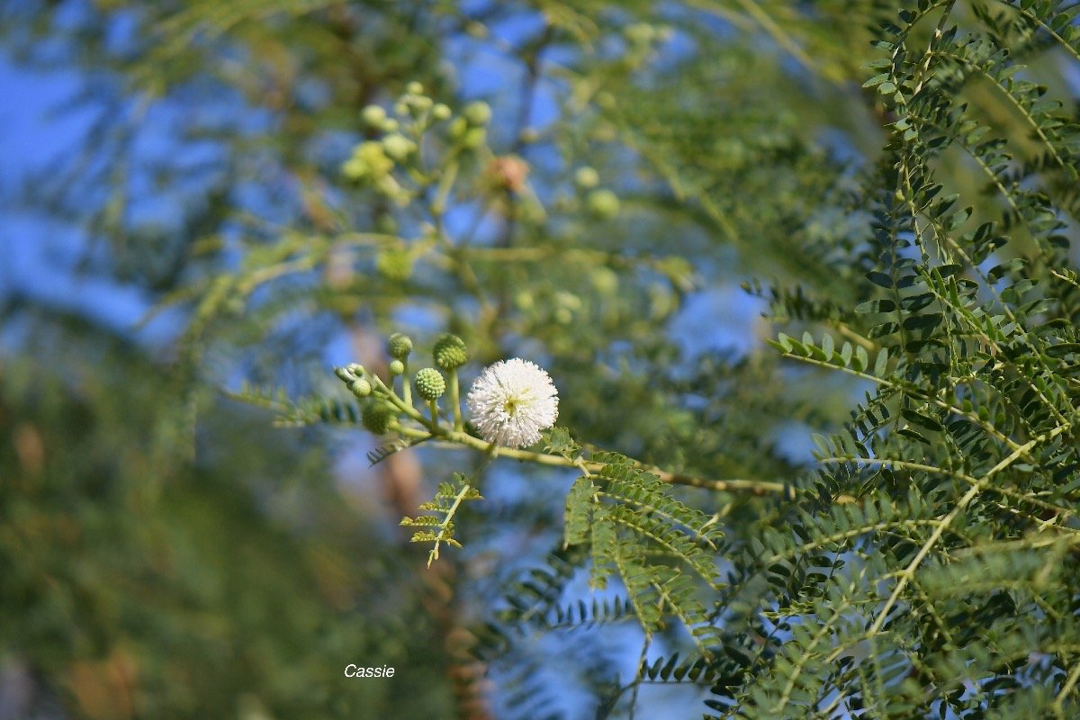 60. Leucaena leucocephala Cassie Fabaceae AMPHINATURALISE TRES ENVAHISSANT 60.jpeg