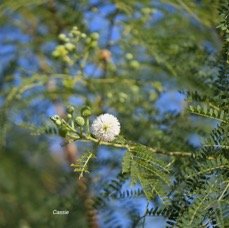 60. Leucaena leucocephala Cassie Fabaceae AMPHINATURALISE TRES ENVAHISSANT 60.jpeg