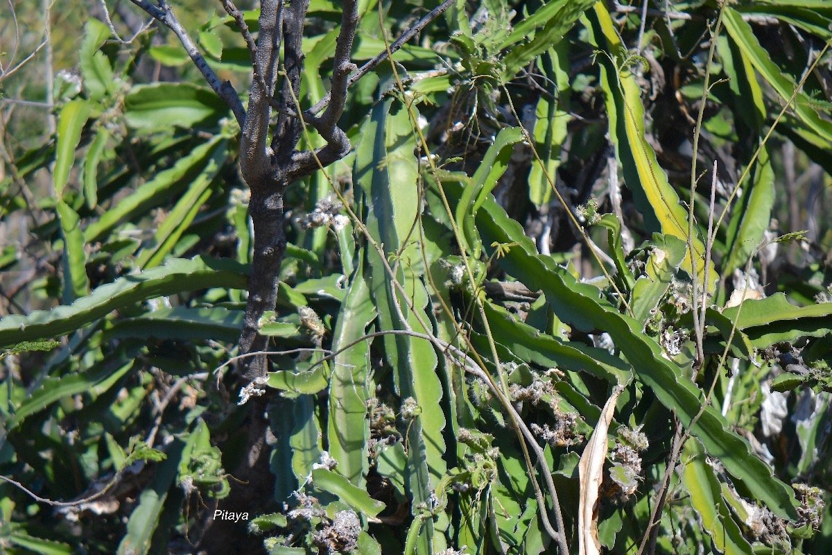 61.Selenicereus undatus Pitaya Cactaceae CULTIVE 61.jpeg