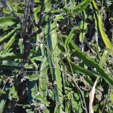 61.Selenicereus undatus Pitaya Cactaceae CULTIVE 61.jpeg