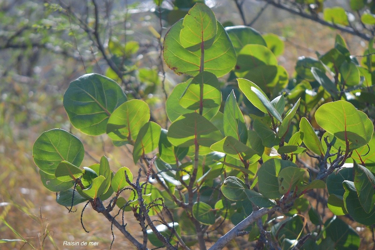 62. Coccoloba uvifera Raisin de mer Polygonaceae CULTIVE 62 .jpeg