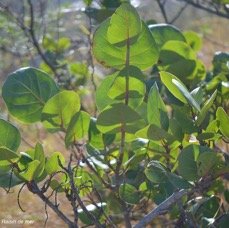 62. Coccoloba uvifera Raisin de mer Polygonaceae CULTIVE 62 .jpeg