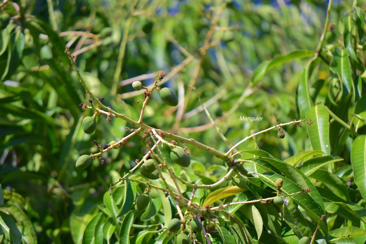63.Mangifera indica Manguier Anacardiaceae CULTIVE   Envahissant seulement en milieux perturbés.jpeg