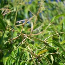 63.Mangifera indica Manguier Anacardiaceae CULTIVE   Envahissant seulement en milieux perturbés.jpeg